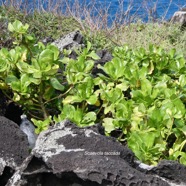Scaevola taccada.manioc marron du bord de mer.goodeniaceae.espèce cultivée.indigène Réunion. (1).jpeg